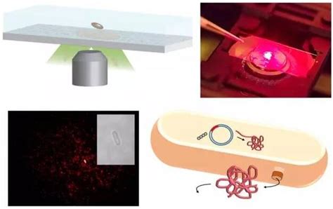 MIT科学家设计新型碳纳米管传感器，首次实现监测单个蛋白质 - 微流控芯片 & 生物芯片 - 微迷：专业MEMS市场调研媒体
