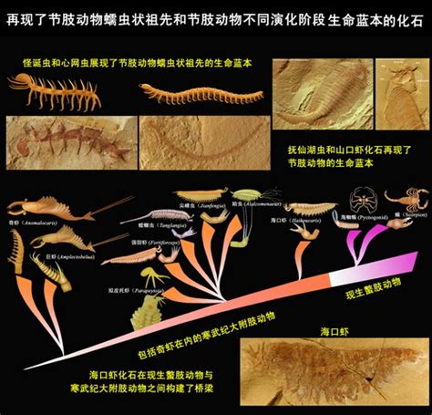 5亿年前临沂动物群打开探索寒武纪演化动物群新窗口 - 化石网