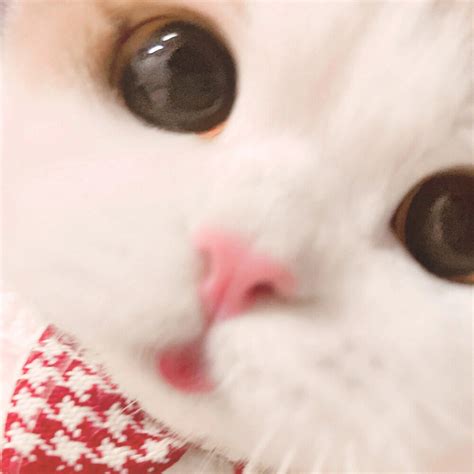 非主流猫咪可爱头像
