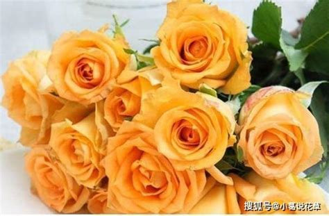 公主假日图片
