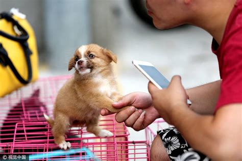 重磅推荐 | 《2021宠物行业蓝皮书》——中国宠物行业发展报告全球首发_消费