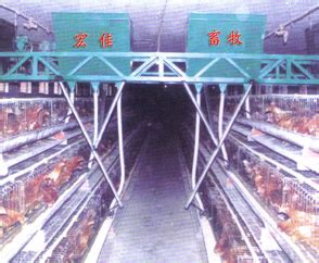 鸡笼|种鸡笼|蛋鸡笼|肉鸡笼|鸡笼厂家--山东五莲县宏佳畜牧机械厂