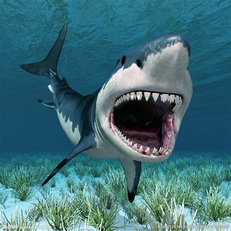 鲨鱼是如何捕猎的？摄影师在海下拍下真实场景，太震撼了！纪录片_腾讯视频