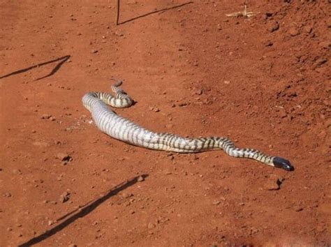 云南发现剧毒蛇新种命名“素贞环蛇”，相对接近“白蛇”形象！ | 北晚新视觉