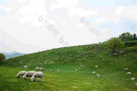 山坡山丘上下羊群在吃草图片-包图网