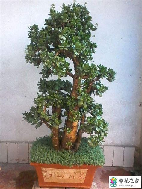 定制天然玉石摇钱树盆景家居工艺品装饰摆件仿真植物支持一件代发-阿里巴巴