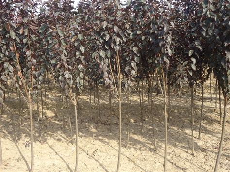 李子树嫁接后的管理方法-种植技术-中国花木网
