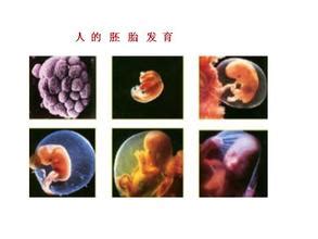 怀孕两个月胎儿详解图-生理结构图,_医学图库