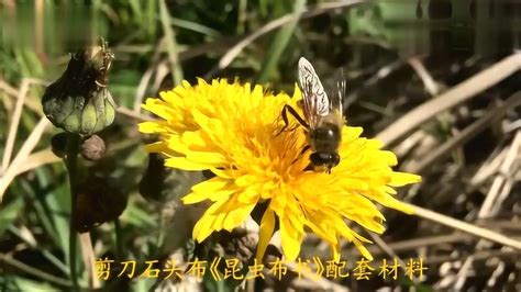 蜜蜂-电影-高清在线观看-hao123影视