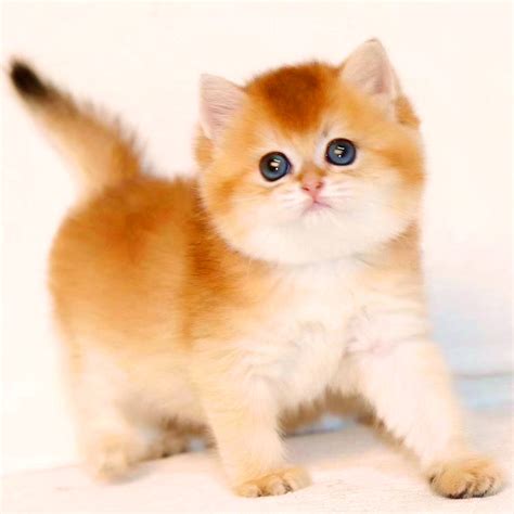 宠物猫名字可爱洋气男 - 宠物猫名字女 - 香橙宝宝起名网