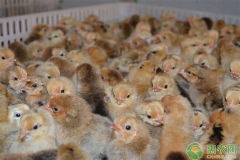 母鸡在舍里喂玉米与鸡群的农场业务鸡高清图片下载-正版图片506380678-摄图网