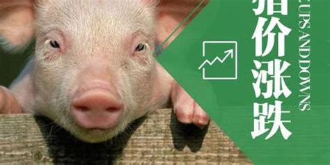 猪价从大涨到趋稳，中间经历了啥？11月猪价将有拐点？农业资讯-农信网