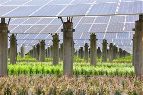 2020年农林生物质直燃发电项目电价精准补贴审定工作开展-琦泉集团