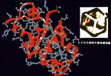 1965年中国科学家人工合成了具有生物活性的结晶牛胰岛素，摘取了人工合成蛋白质的桂冠。人胰岛素基因表达的最初产物是一条肽链构成的前胰岛素原，经 ...