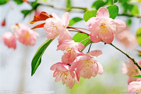 海棠花的生长习性及其种类-168鲜花速递网