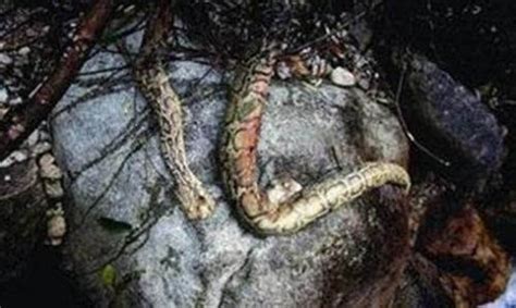 中国最近挖出的大蛇