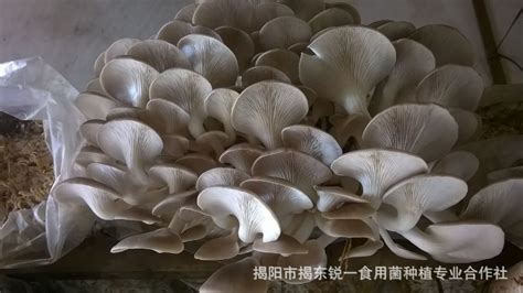 凤尾菇菌种_凤尾菇菌种 假秀种子 台秀 三级种 - 阿里巴巴