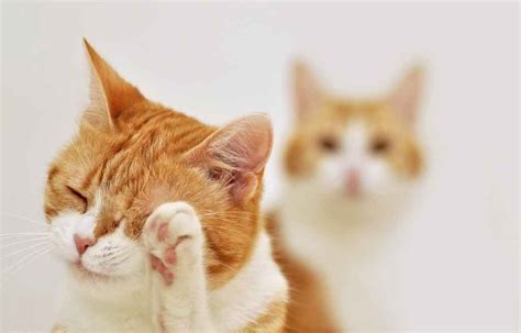 猫咪舔脸揭秘:猫咪为什么会洗脸呢？_爱喵咪,爱生活