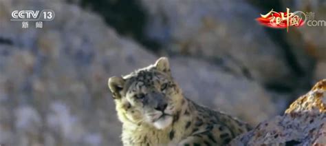 让雪豹不再是传说——王鹏 - 中国生物多样性保护与绿色发展基金会