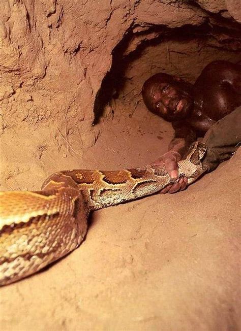 非洲蟒蛇猎人捕猎6米长巨蟒全过程：洞穴、下饵、割喉|猎人|蟒蛇|洞穴_新浪新闻