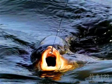 夏季江河中钓鲤鱼的三个经验和技巧_钓鱼人必看
