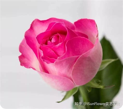 白花单瓣玫瑰(Rosa rugosa f. alba)拉丁名学名属名科名植物生活型图片