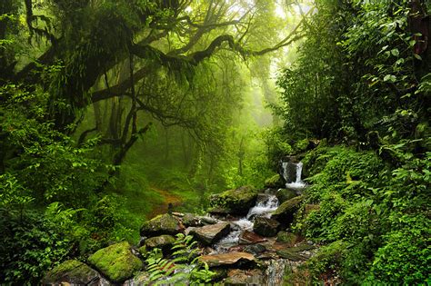 雨林,南美,地形,航拍视角,赛尔瓦正版图片素材下载_ID:169823847 - Veer图库