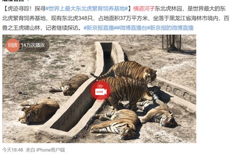 图集 | 夜探大熊猫、发现金钱豹...来深圳体验“动物园奇妙夜”！_南方网