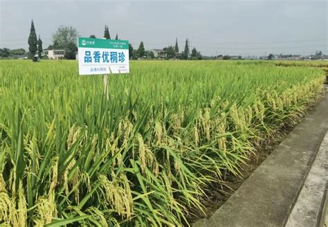 四川杂交水稻新品种品香优秱珍 入选2023年国家超级稻_四川在线