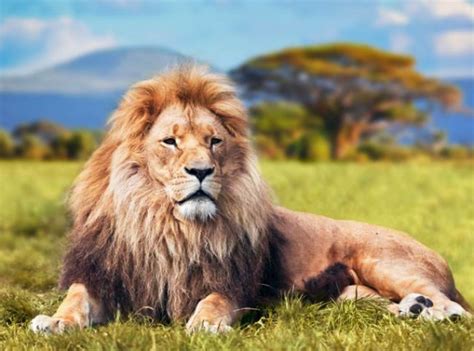 lion怎么读音发音英语 但是那是一个完完全全纯种的狮