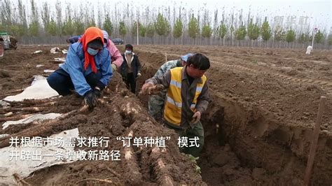 河北河间：“订单山药”助农增收_凤凰网视频_凤凰网