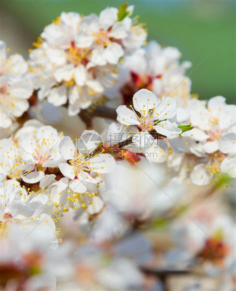 春暖花开的季节的说说（春暖花开的句子唯美）_可可情感网