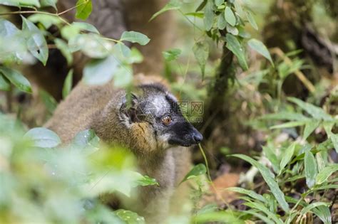 拉诺马法纳公园的金竹狐猴肖像高清图片下载-正版图片504898692-摄图网
