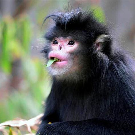 小黑猴一脸粉色的腮红，迷妹样的小眼神，真是太搞笑了！|黑猴|腮红|粉扑_新浪新闻