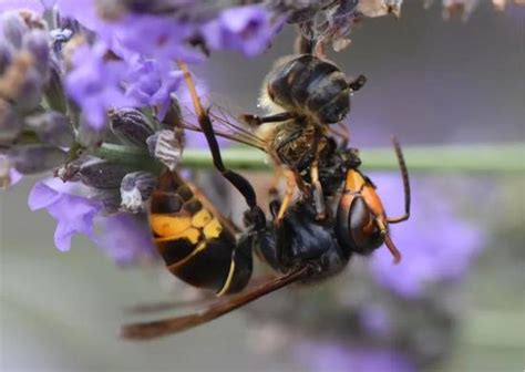 空蜂箱怎么引来蜜蜂？搞清楚这5个关键点，野生蜜蜂一群一群的来！