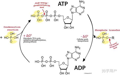 3 ） ATP 水解生成腺嘌呤核苷二磷酸 ADP 和无机磷酸（ Pi ），同时释放出能量。