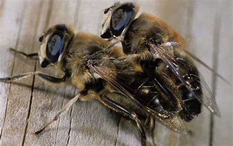 黑蜂是什么蜂？ - 蜜蜂知识 - 酷蜜蜂