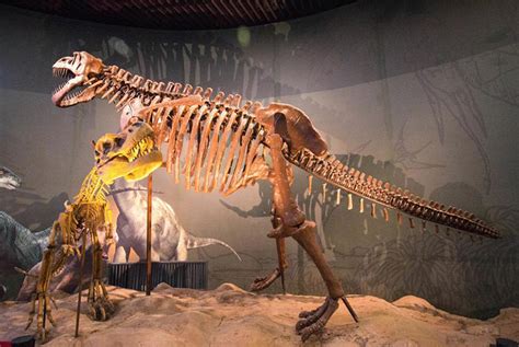 解析恐龙寿命长短，它们到底能活多久？|霸王龙|恐龙|寿命_新浪新闻