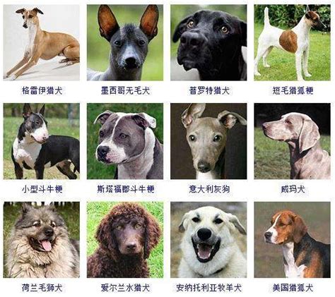 日本狗品种有哪些（日本名犬大全图片名字） - 胖萌舍宠物网