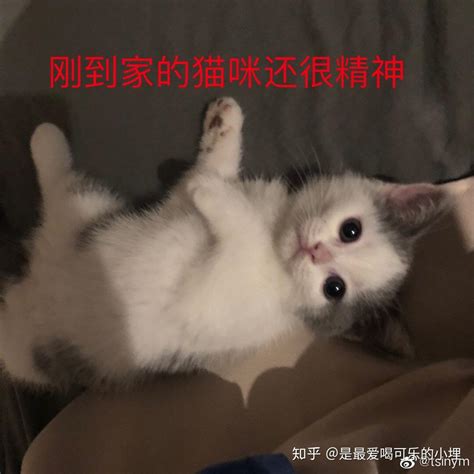 江西一女子买猫想退货被商家拒绝，在店内将猫活活摔死_凤凰网视频_凤凰网
