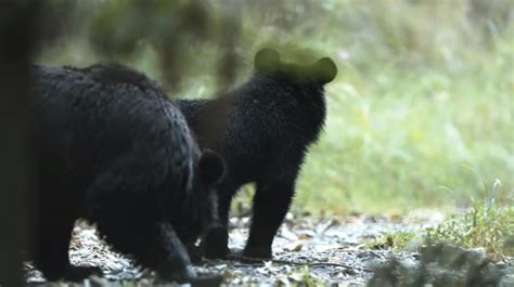 四川江油黑熊咬死3村民，人类如果遇到黑熊该如何应对逃生？ - 知乎