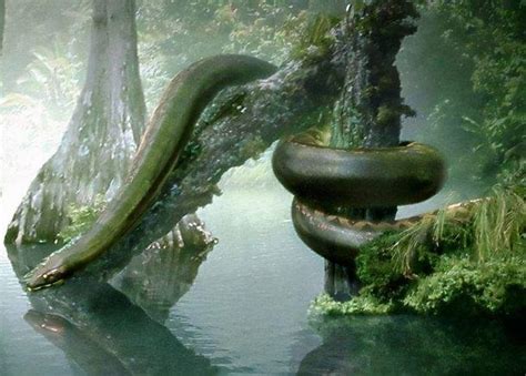 传说中的“盘山巨蟒”真的存在吗？世界上体型最大的蛇有多大？