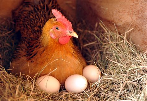 2021年12月08日全国鸡蛋早间价格行情参考 - 知乎