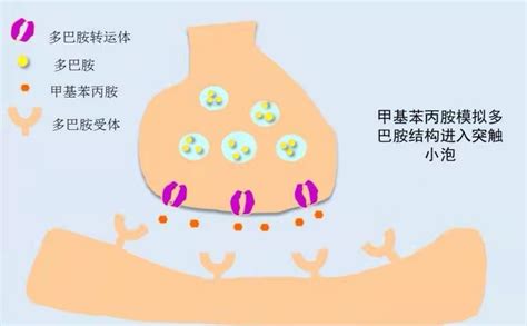 73中国传统文化——内啡肽与心学|多巴胺|内啡肽|快乐|分泌|学习|-健康界