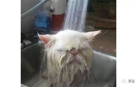 如何给猫洗澡不被抓？教你如何正确的给猫洗澡？ - 宠物百科 - 宠物百科