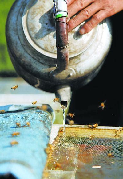 中蜂春繁时间表及春繁技巧 - 中华蜜蜂 - 酷蜜蜂