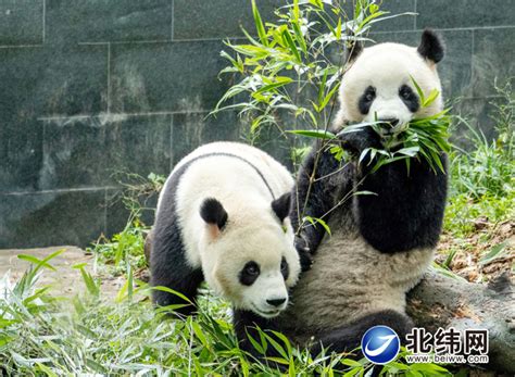 大熊猫雅雅安安的幸福生活-北纬网（雅安新闻网）