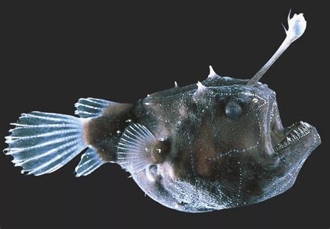 安康鱼的背上竟有一个生物发光器，它的发光原理是什么呢？|安康鱼|发光器|发光_新浪新闻