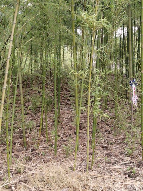 罗汉竹的栽培培育技术_罗汉竹如何病虫防治_罗汉竹的种植技术_罗汉竹的注意事项-365园林网