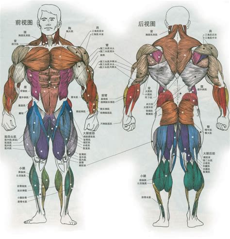 人体肌肉 -人体肌肉图解-肌肉部位、人体肌肉解剖图_健身吧